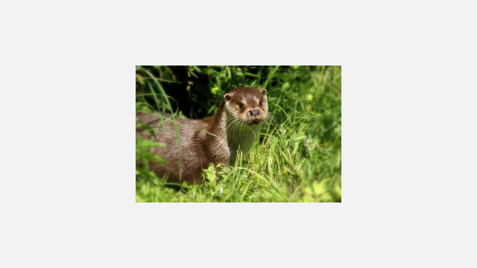 Loutre d'Europe