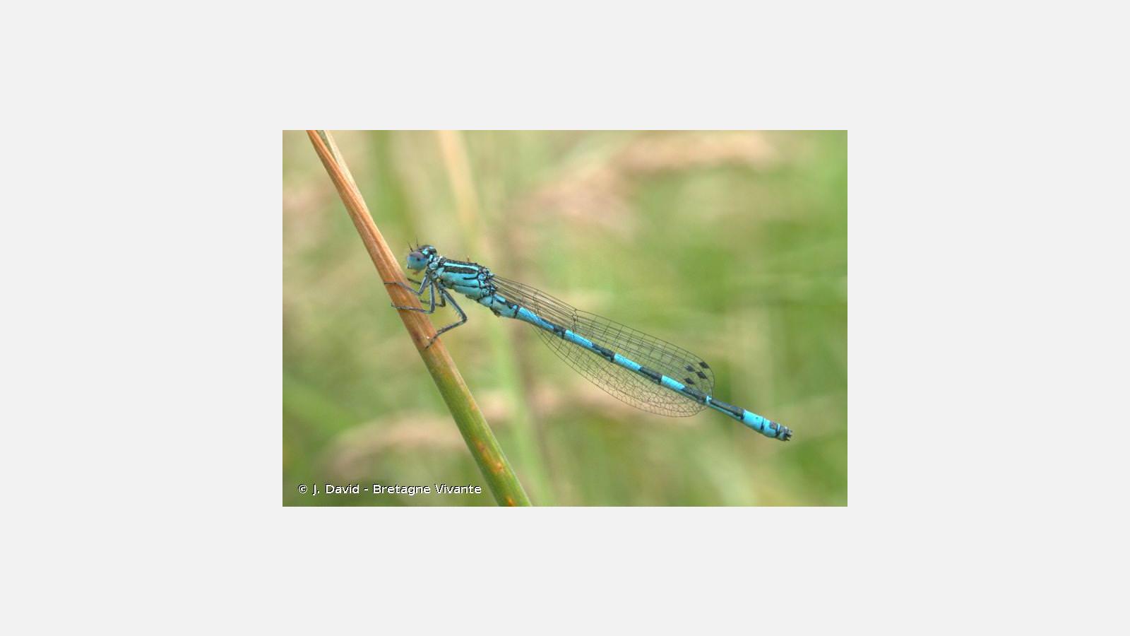 Agrion mercure